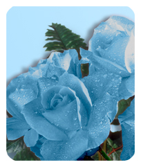 Bouquet Of Roses Blue